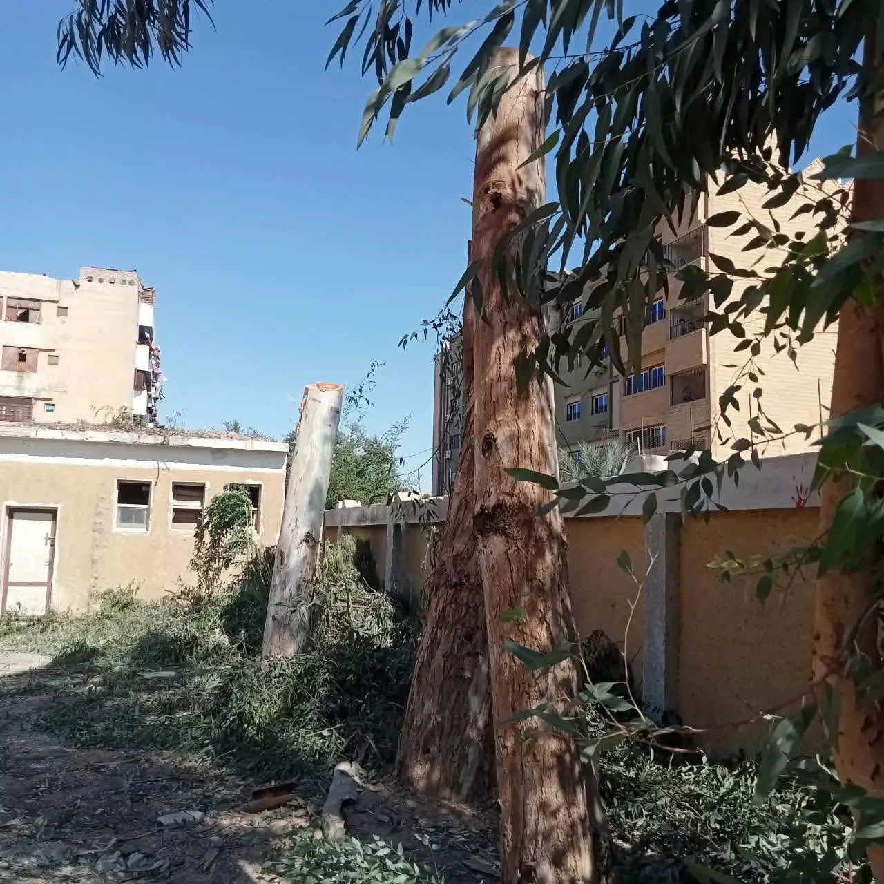 محافظ سوهاج يحيل مسؤولي مدرستين بساقلتة للتحقيق بسبب "التقليم الجائر" لأشجار معمرة